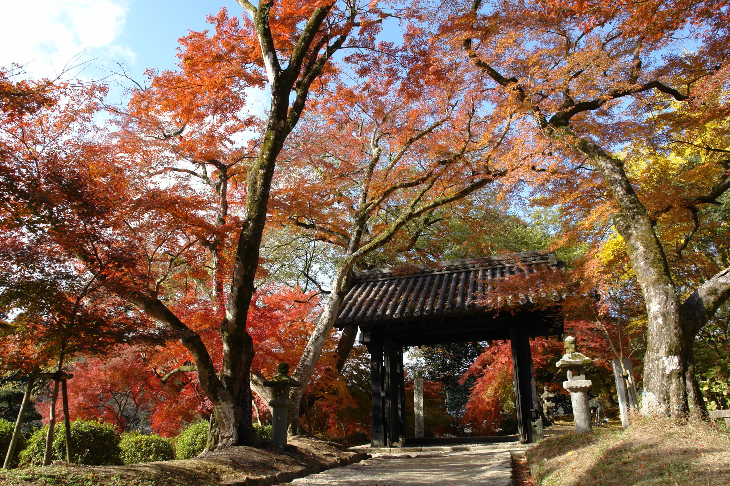 紅葉に彩られた秋月城址のイメージ