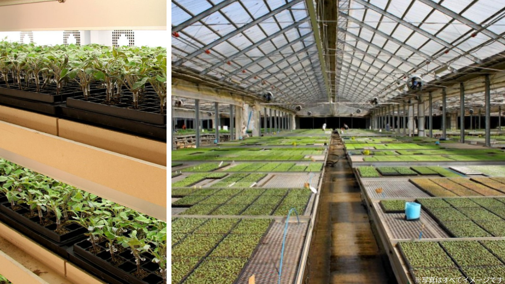 ハルディン見学風景