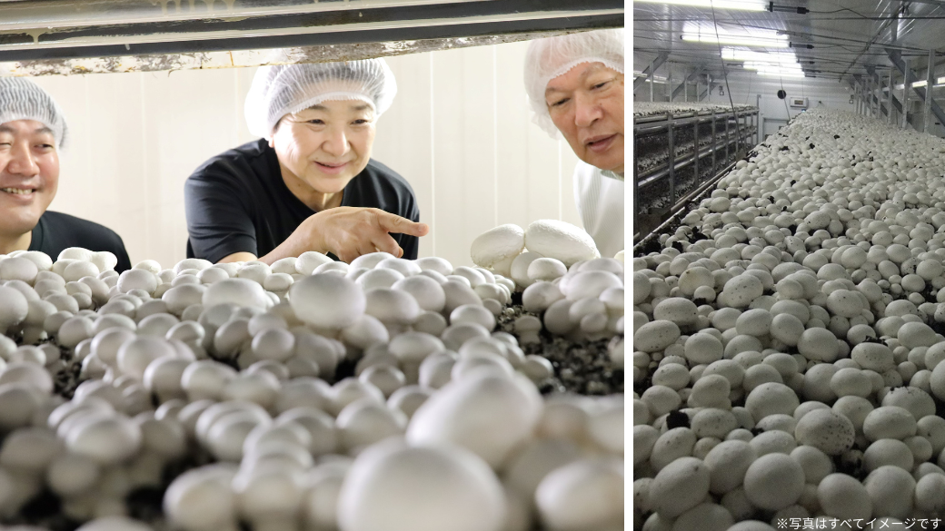 芳源マッシュルーム見学風景