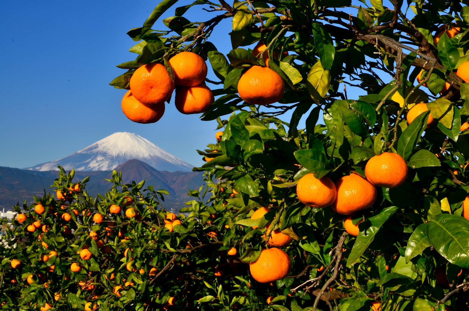 みかん樹園と富士山
