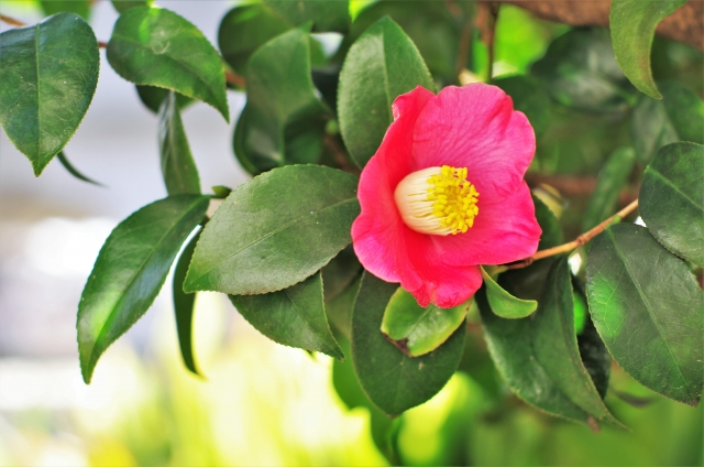椿の花のイメージ