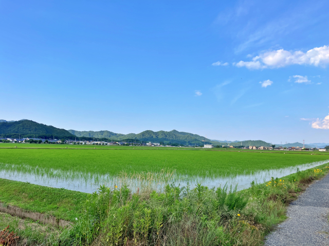 お米が栽培されている田んぼを見学するイメージ
