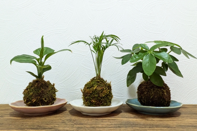苔玉づくり体験とガーデン散策のイメージ