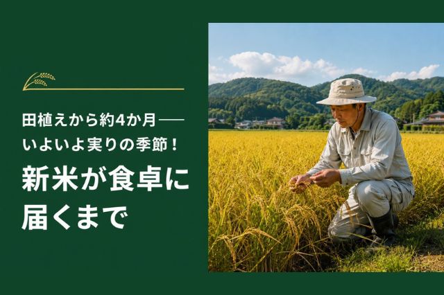  トップ